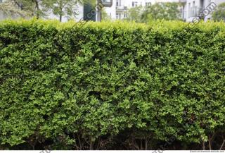 Photo Textures of Hedge